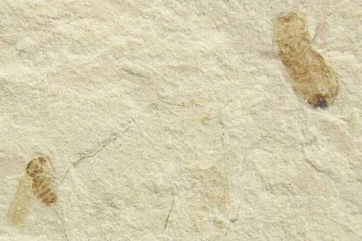 Eocene Fossil Cricket and Fly - Green River Formation #368753